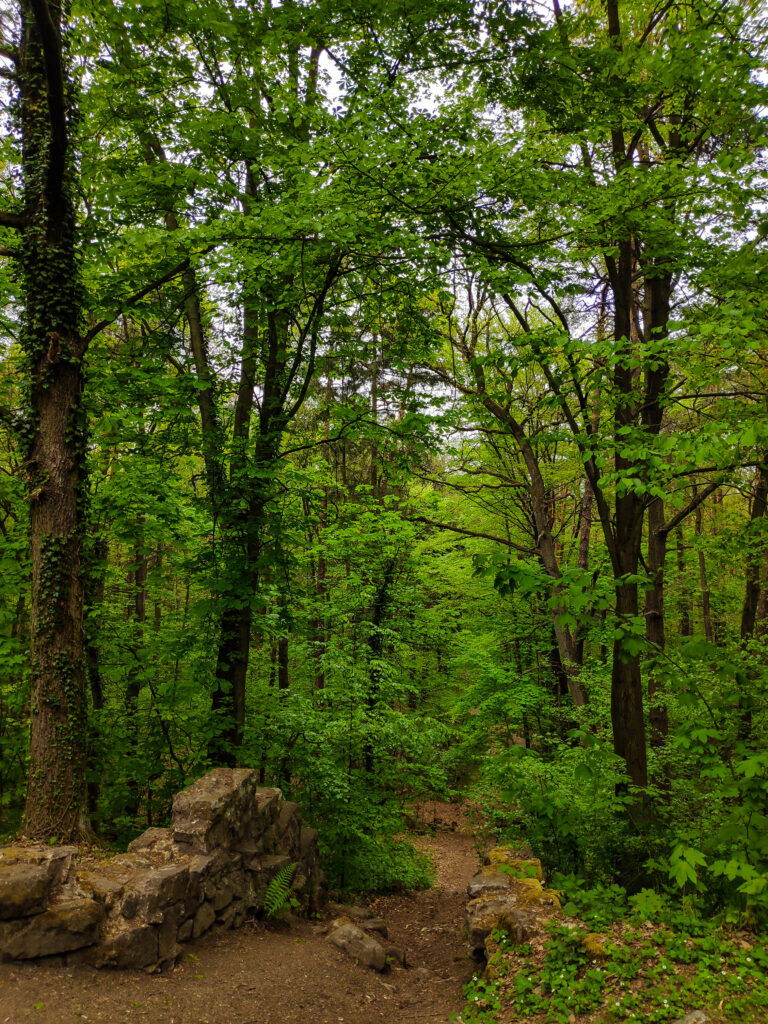 Las miejski w Bolesławcu