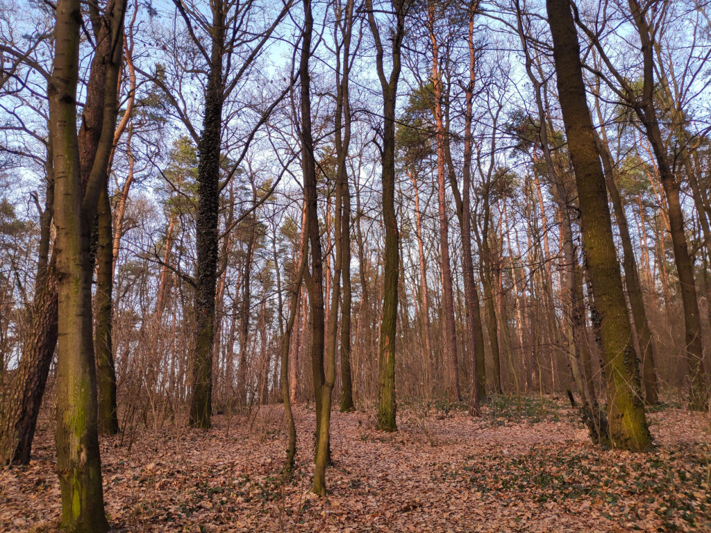 Stary cmentarz Bolesławiec